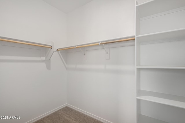 spacious closet featuring carpet