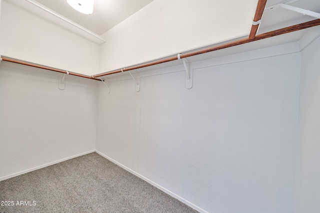 walk in closet with carpet