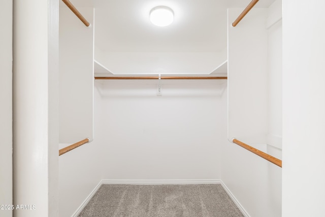 walk in closet with carpet flooring