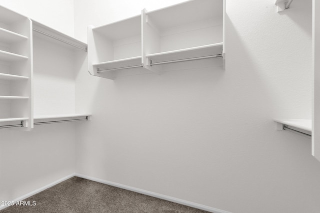 spacious closet featuring carpet floors