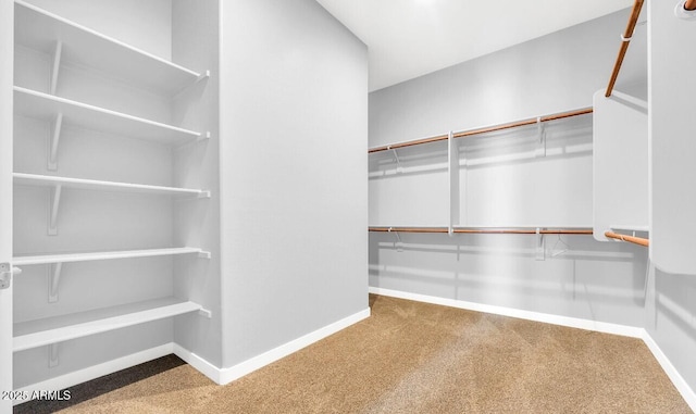 walk in closet with carpet flooring