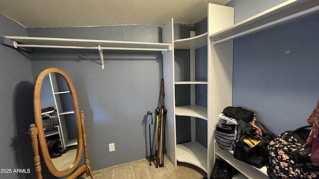 walk in closet featuring carpet flooring