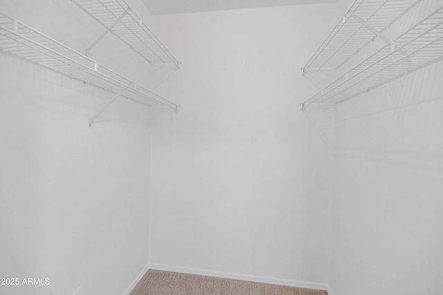 spacious closet featuring carpet