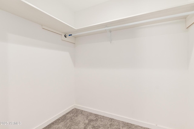 walk in closet with carpet flooring