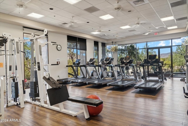 gym with a paneled ceiling, ceiling fan, hardwood / wood-style flooring, and a wealth of natural light