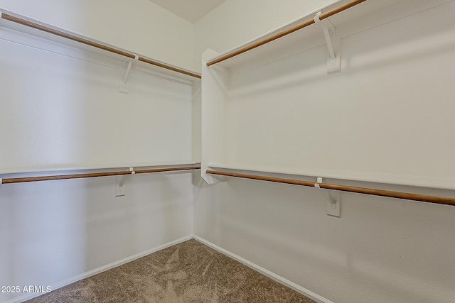 spacious closet featuring carpet flooring