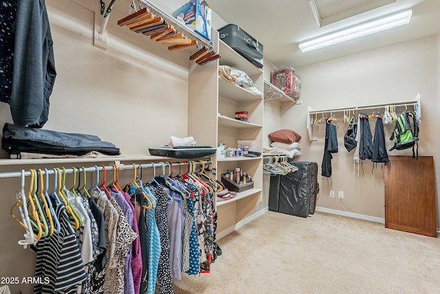 walk in closet with attic access and light colored carpet