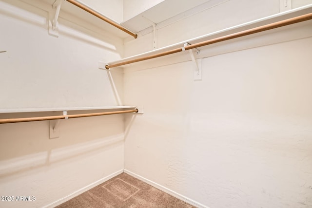 walk in closet with carpet flooring