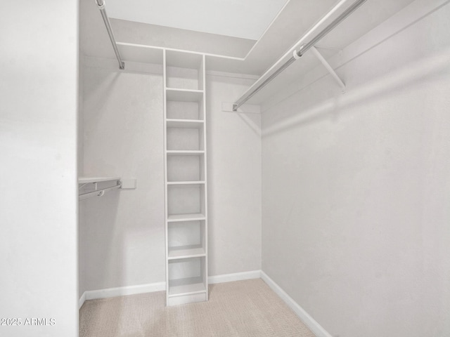 spacious closet featuring carpet floors