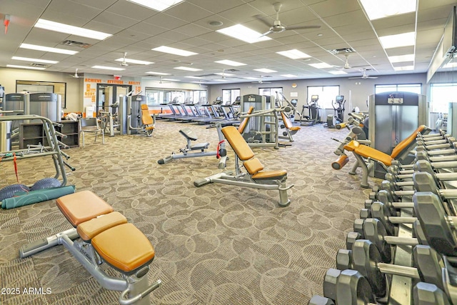 exercise room with a paneled ceiling, carpet flooring, and ceiling fan