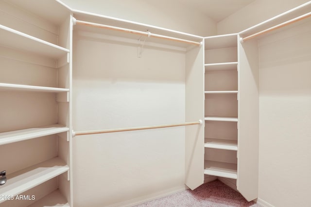 spacious closet featuring carpet flooring