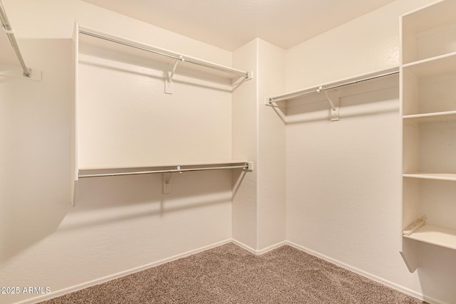 spacious closet featuring carpet