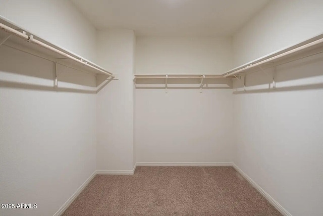 spacious closet featuring carpet flooring