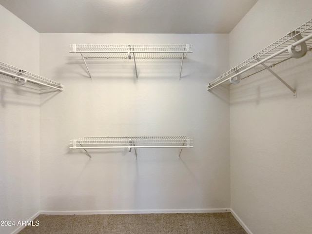 walk in closet featuring carpet floors