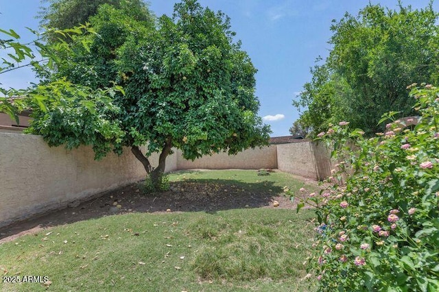 1298 E Buffalo St, Chandler, AZ 85225 - view of yard