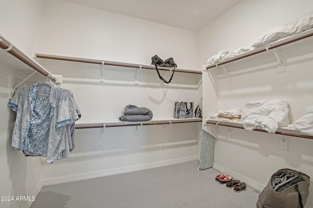 walk in closet with carpet floors