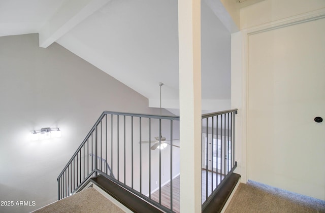 stairway featuring ceiling fan, carpet floors, and lofted ceiling with beams