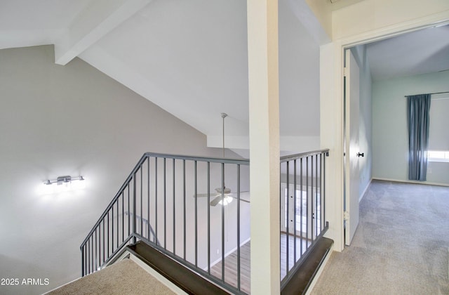 staircase featuring carpet, lofted ceiling with beams, and ceiling fan