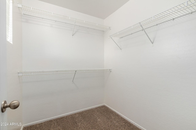 walk in closet featuring carpet flooring