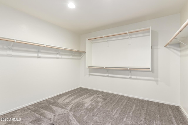 walk in closet featuring carpet floors