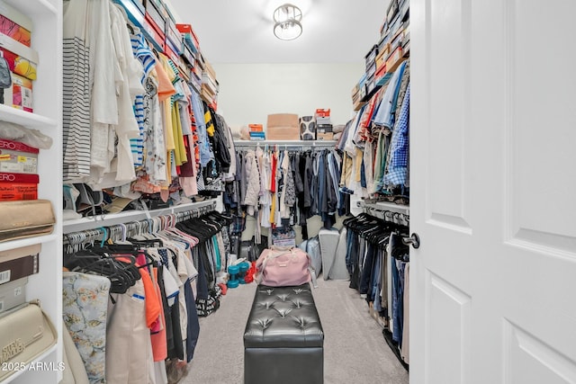 spacious closet featuring carpet flooring