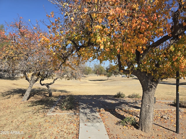 view of yard