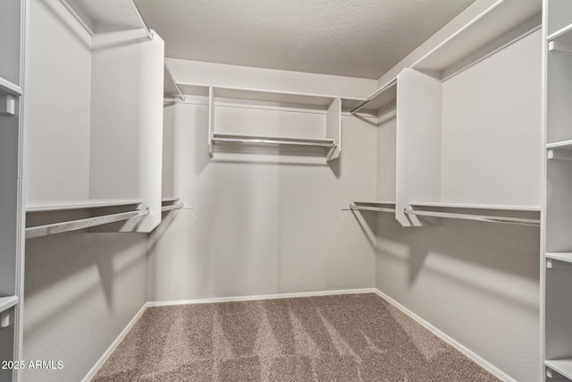 spacious closet featuring carpet flooring