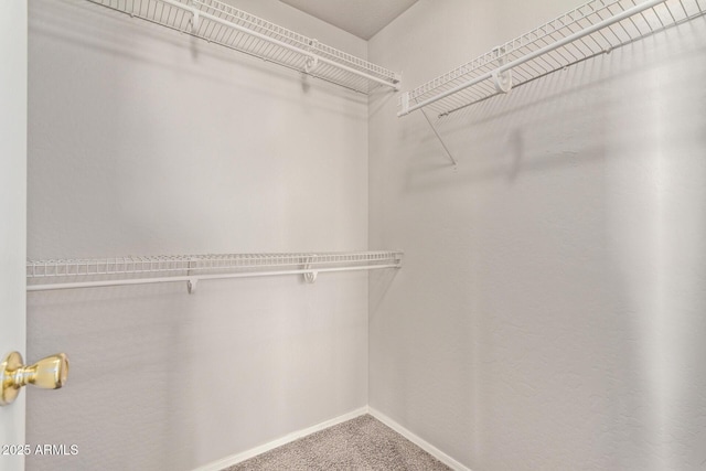 walk in closet with carpet flooring