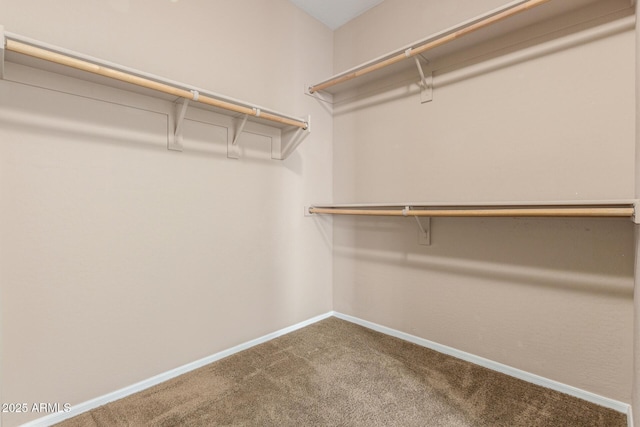 walk in closet featuring carpet flooring