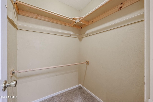 walk in closet featuring carpet floors