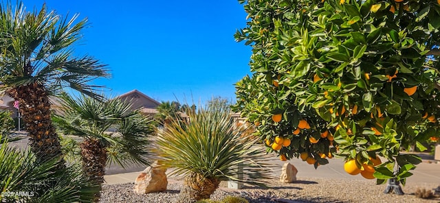 2535 N Pinnule Cir, Mesa, AZ 85215 - view of yard