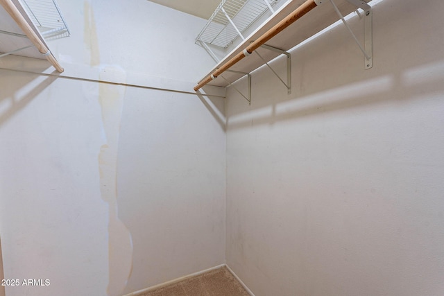 spacious closet with carpet floors