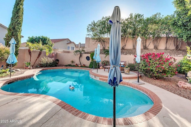 view of swimming pool with a patio