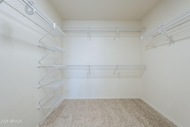 spacious closet featuring carpet floors