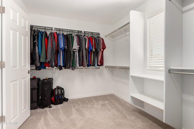 walk in closet featuring carpet flooring