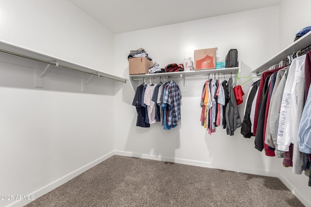 walk in closet featuring carpet floors