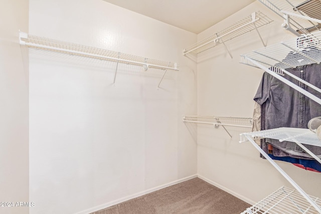 spacious closet featuring carpet flooring