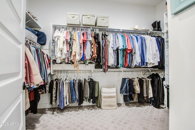 spacious closet featuring carpet flooring