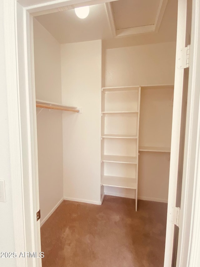 spacious closet featuring carpet flooring