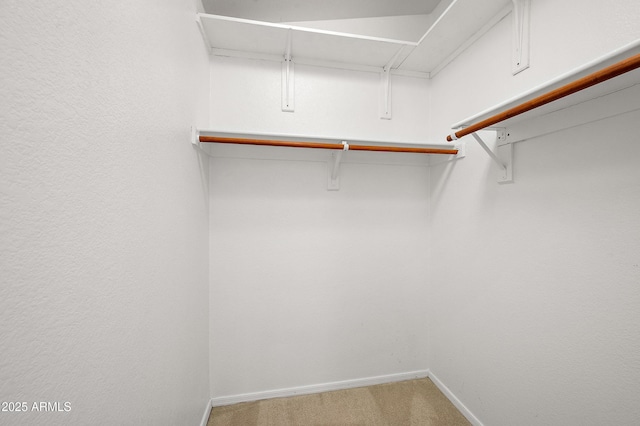 spacious closet featuring carpet floors