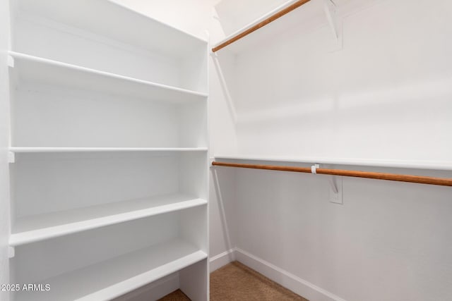 spacious closet featuring carpet floors