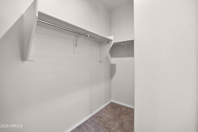 spacious closet featuring carpet floors