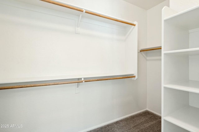 spacious closet featuring carpet flooring