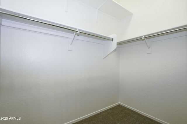 walk in closet with dark colored carpet