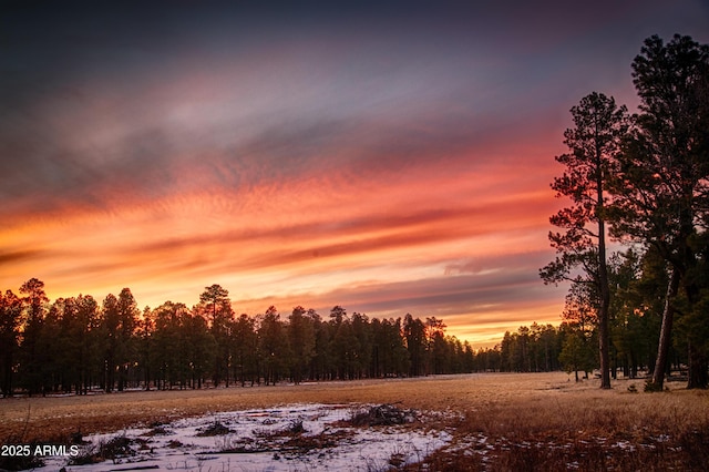 nature at dusk with a forest view