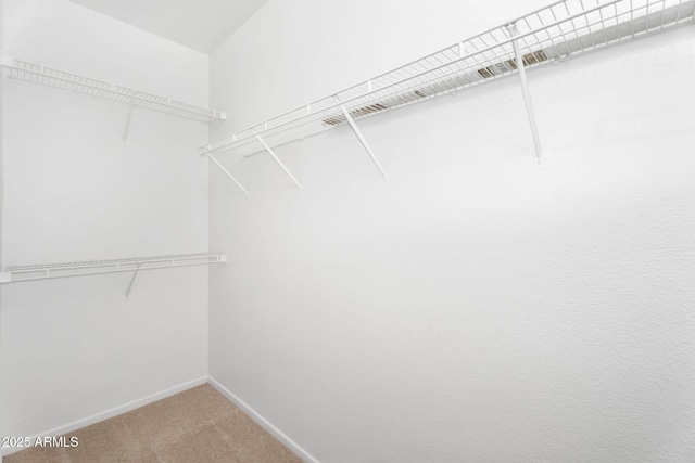 spacious closet featuring carpet