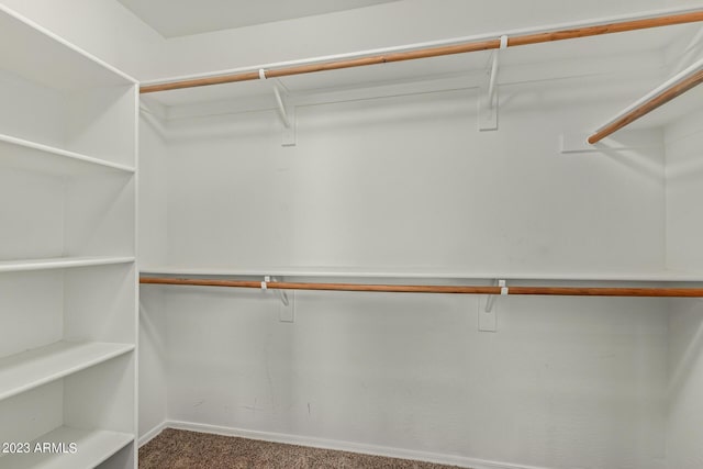 walk in closet with carpet flooring