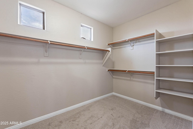 walk in closet featuring carpet flooring