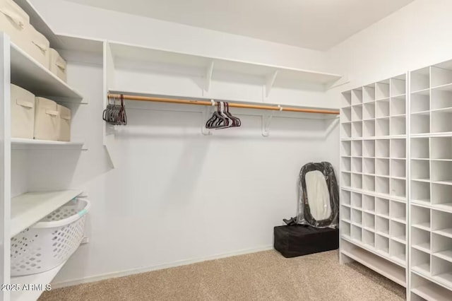 walk in closet featuring carpet flooring