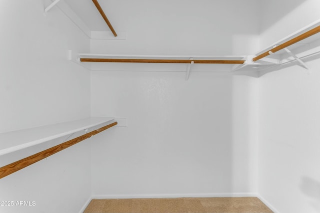 spacious closet with carpet flooring